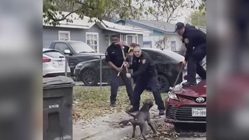 ACS: More San Antonians reporting potentially dangerous dogs since deadly February mauling