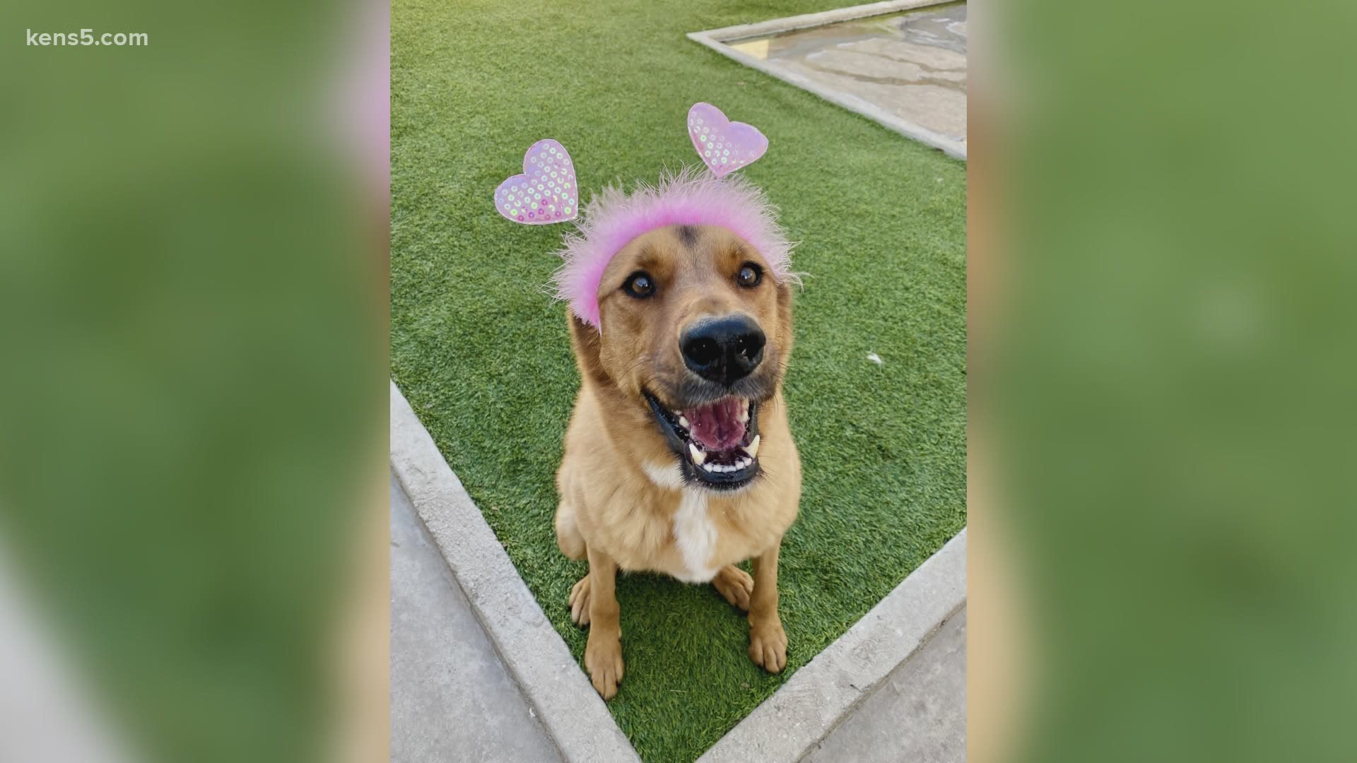 The San Antonio Humane Society introduces you to a sweet dog looking for her fur-ever home! More at the KENS 5 Puppy Playground.