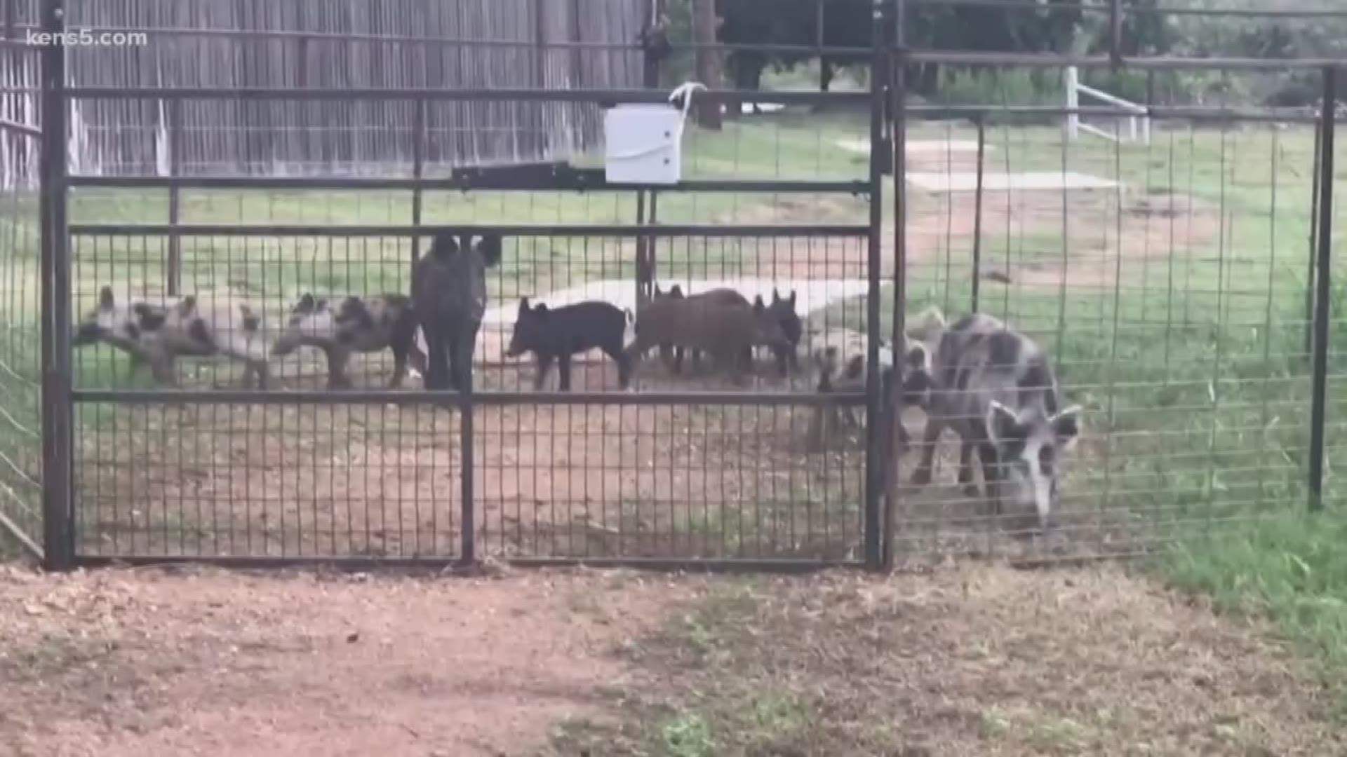 After KENS 5 aired a story about a northwest-side neighborhood's feral hog problem, the homeowners' association is tackling the problem.