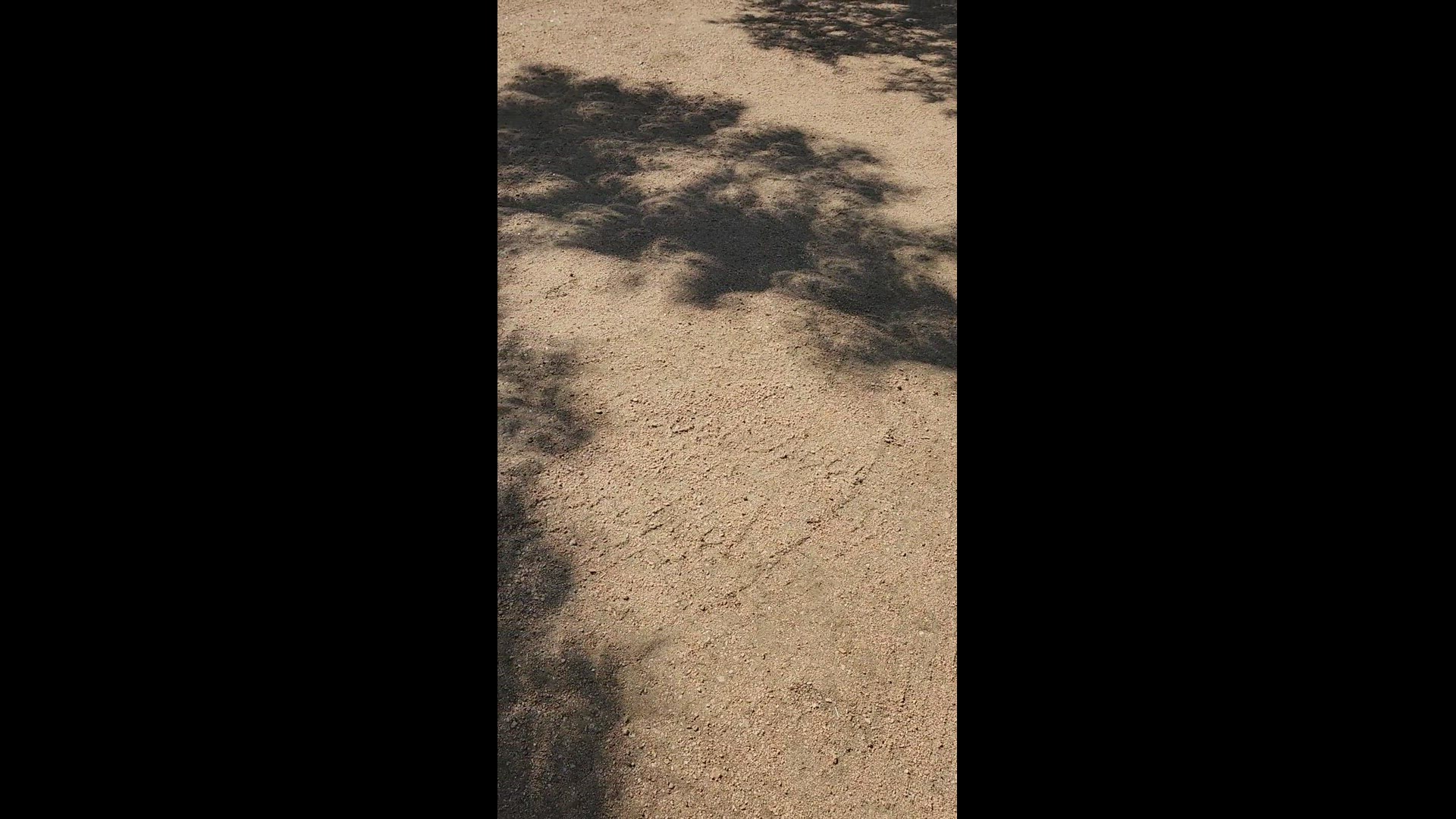 Reflection circles of Eclipse through Oak Trees | kens5.com
