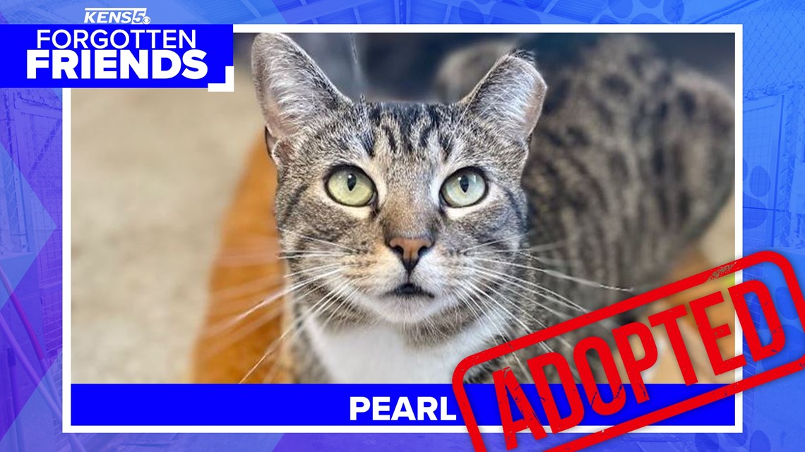 Fierce Feline Named 'Angry Pearl' Goes From Shelter to Viral Stardom - ABC  News