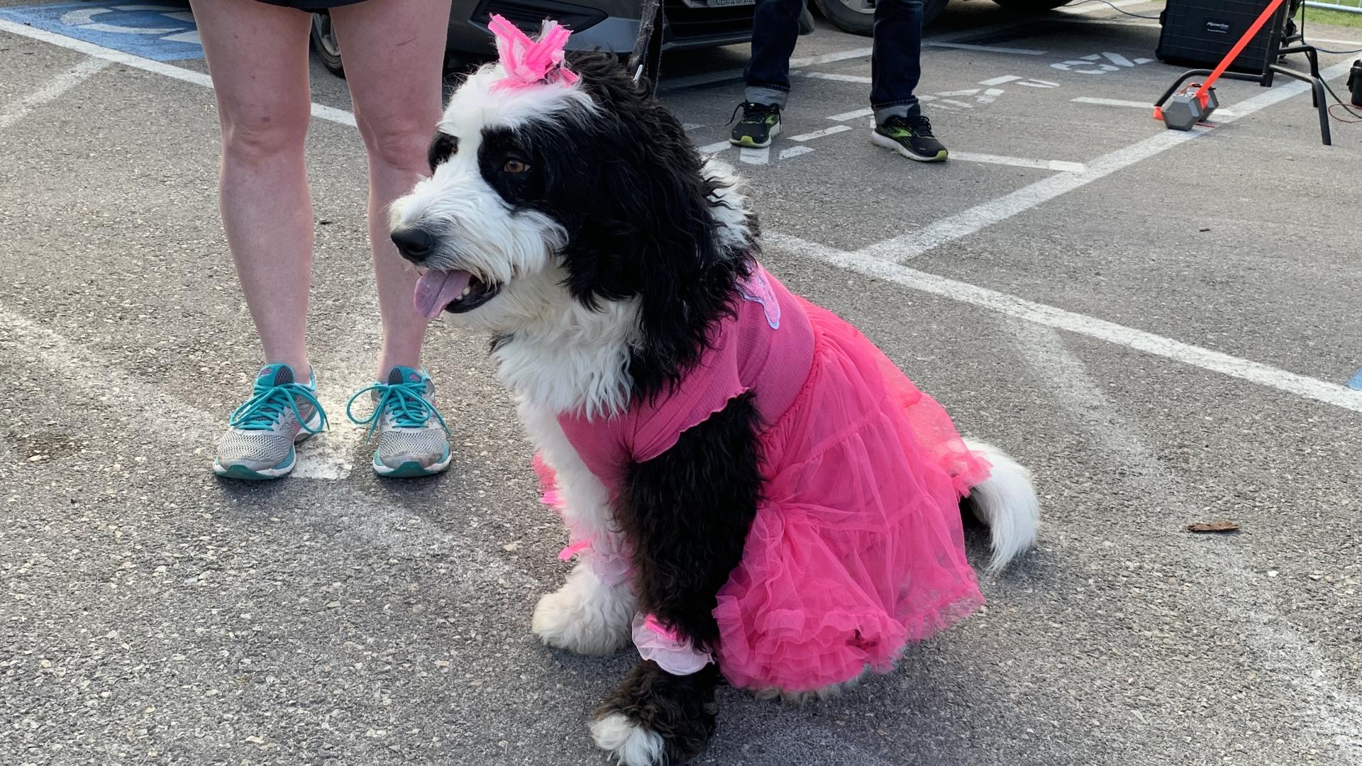 Plenty of pooches showed up in their Fiesta finery and creative costumes for a parade through Alamo Heights.