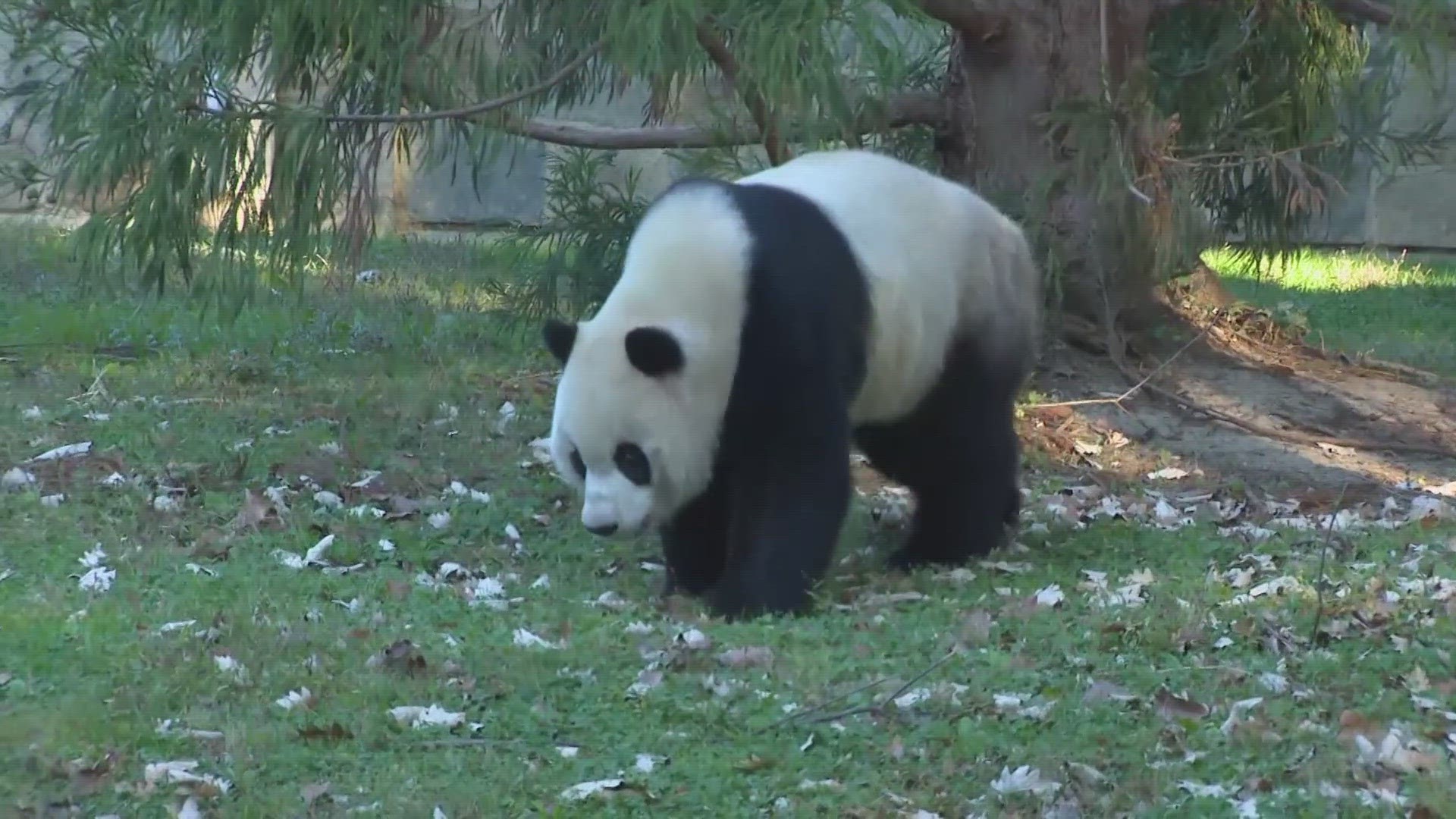 China has shared the pandas with the Washington zoo since 1972, but is now recalling them.