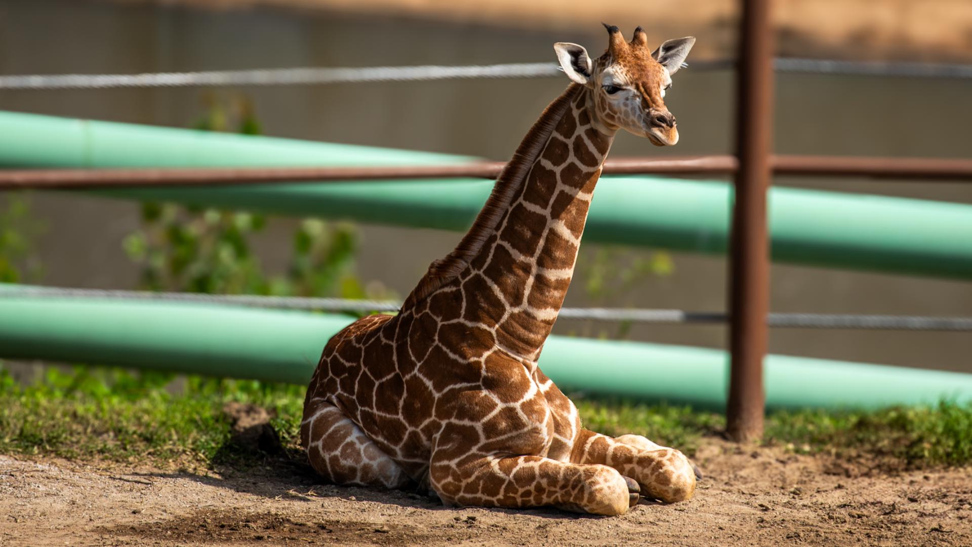 Comedian Jo Koy bringing Koy Meets World tour to San Antonio this fall ...