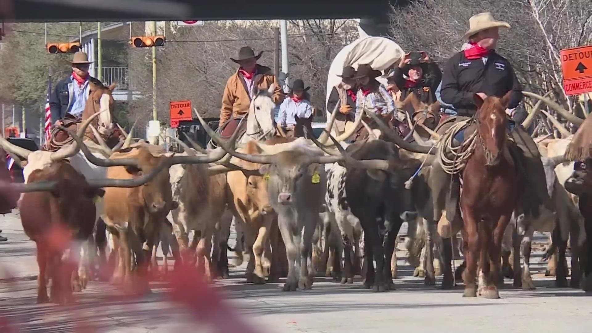 The San Antonio Stock Show and Rodeo kicked off their livestock events with a parade and cattle drive Saturday morning.