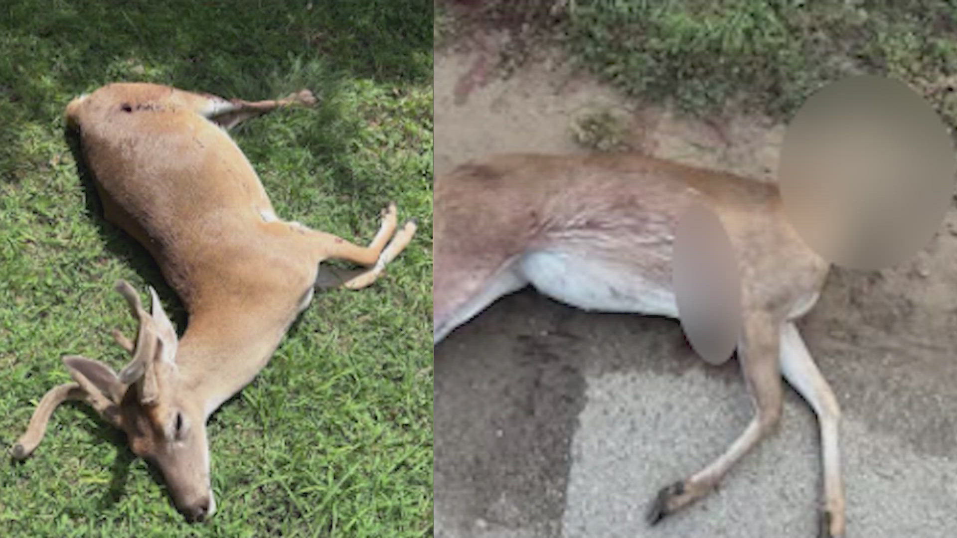 This is in addition to two other recent cases in New Braunfels.