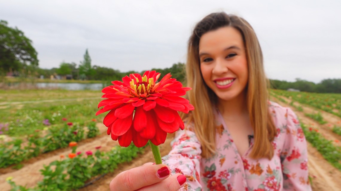 Pick your own Zinnias, Sunflowers 🌻 George Farms in Poteet holds fun, outdoor events - Vimarsana News