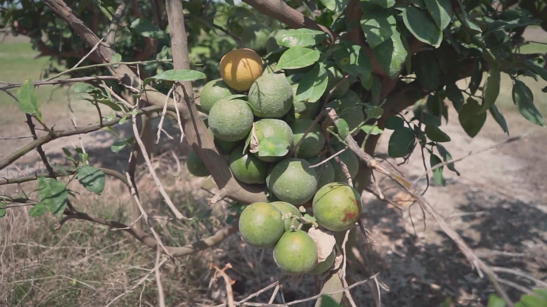 Citrus growers in South Texas are looking at the sunny side of several severe weather disasters. A look at the bitter challenges one man has faced.