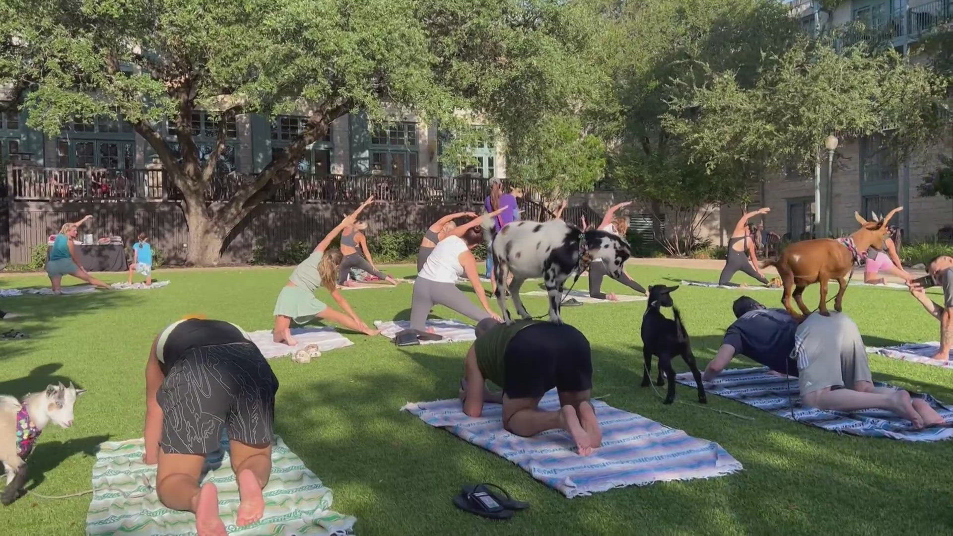 Goat yoga arrives at Hyatt Hill Country Resort, offering therapeutic poses with playful goats every Sunday.