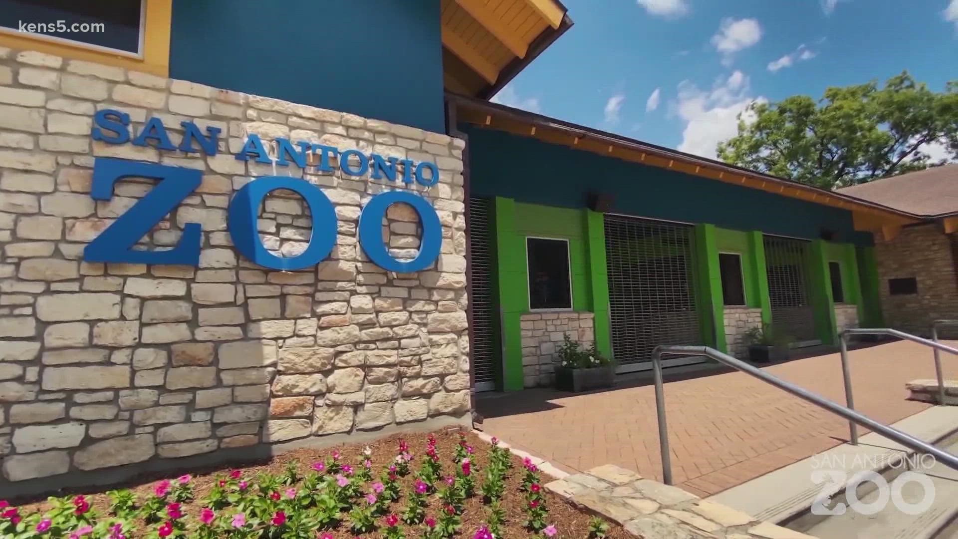 The San Antonio Zoo gathered its employees together to announce they will receive payment to make up for their hours, pay reduction caused by the pandemic.