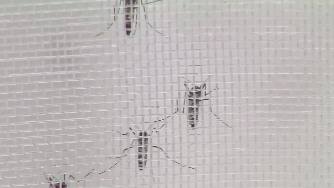 'Reduce your risk': Malaria and West Nile found in Texas, experts explain how to keep mosquitoes at bay - Vimarsana News