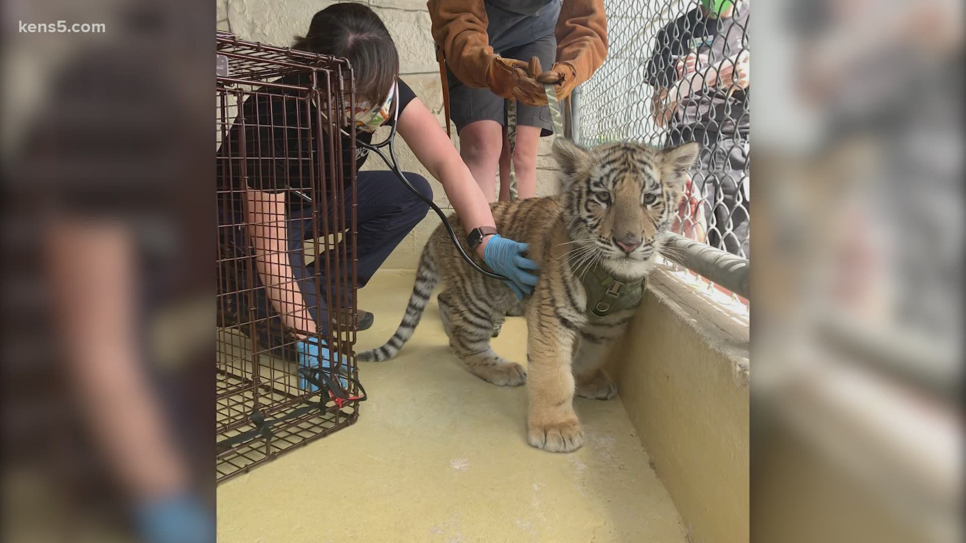 A malnourished tiger cub and bobcat were seized from a home where they were being kept as pets, and the zoo is helping to care for them and find them new homes.