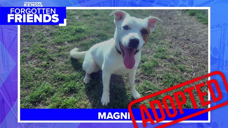 After over 100 days at shelter, Magni was adopted! | Forgotten Friends