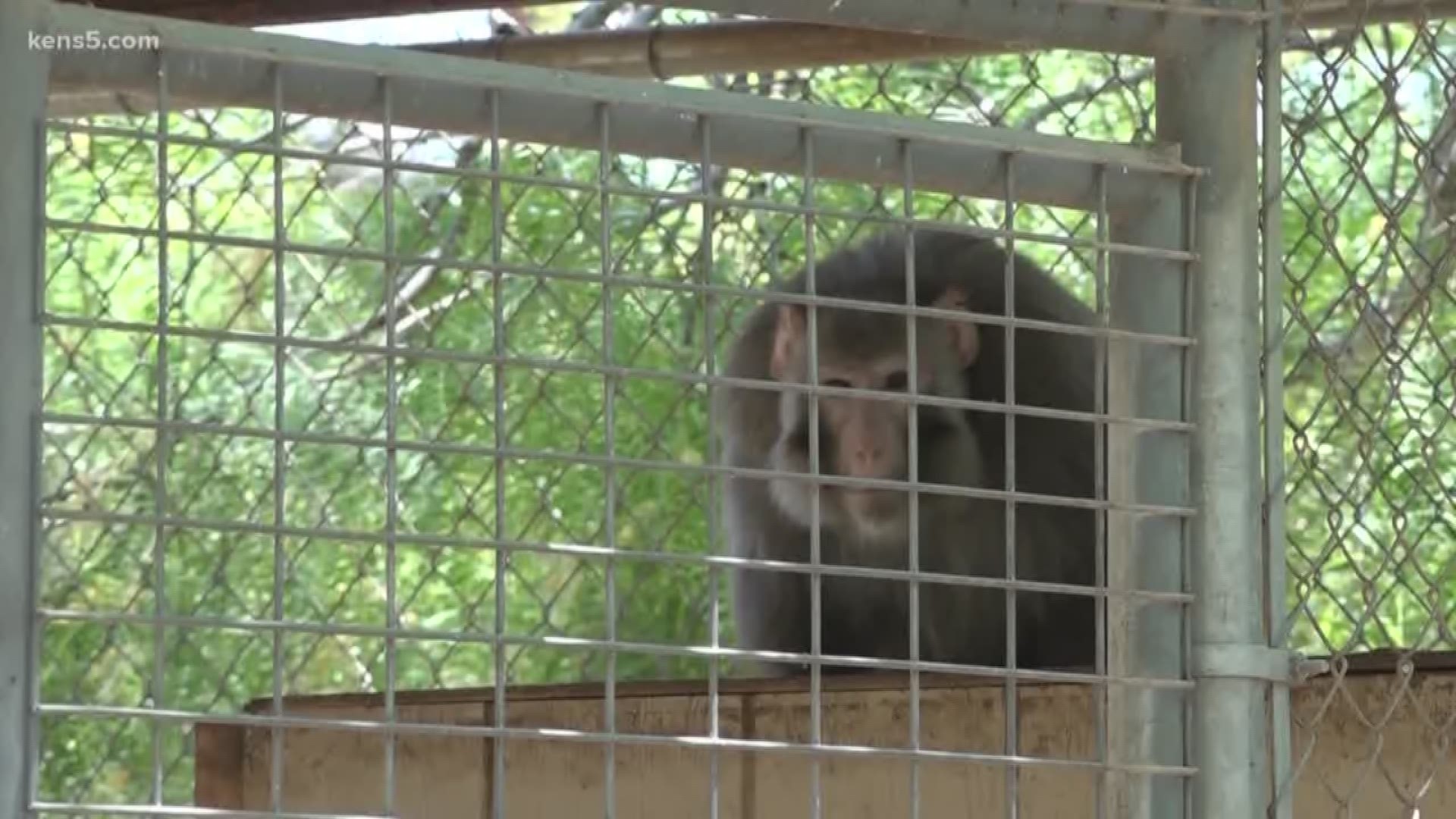 His welcome to South Texas was a bit bumpy, but a week later, the monkey that ran loose at the San Antonio Airport seems to be adjusting just fine at his new home.