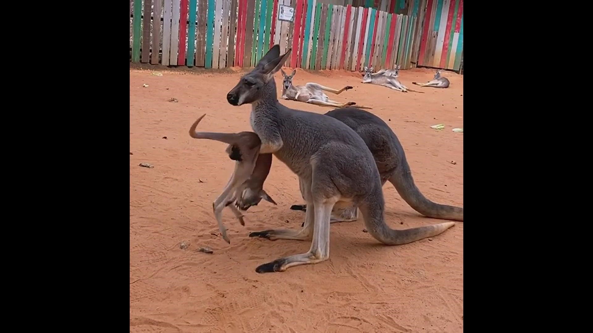 This kangaroo mom is trying to deal with her toddler joey.