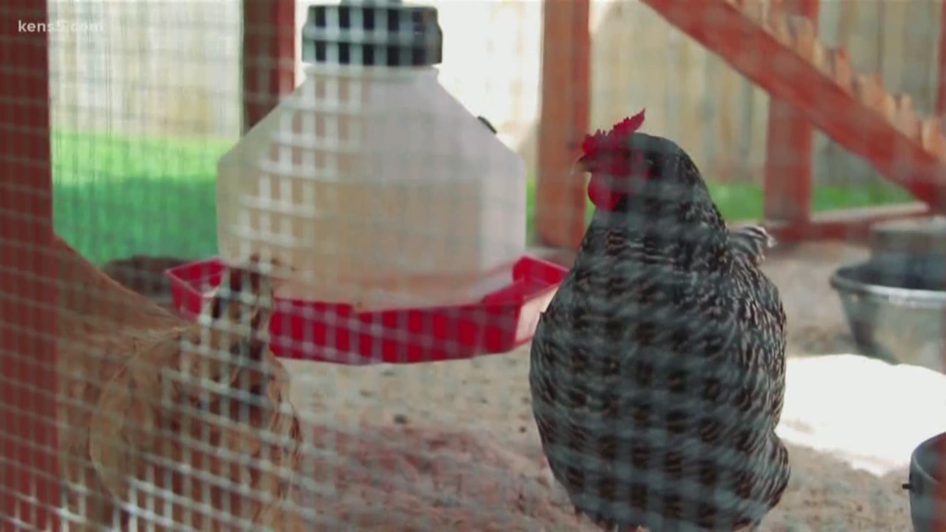 The Food Policy Council of San Antonio is looking for chicken coops to be featured on its second annual San Antonio Chicken Walk Coop Tour.