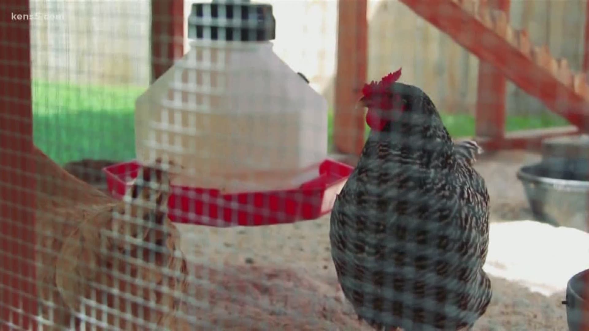 Food Policy Council looking for chicken coops to feature on Coop Tour