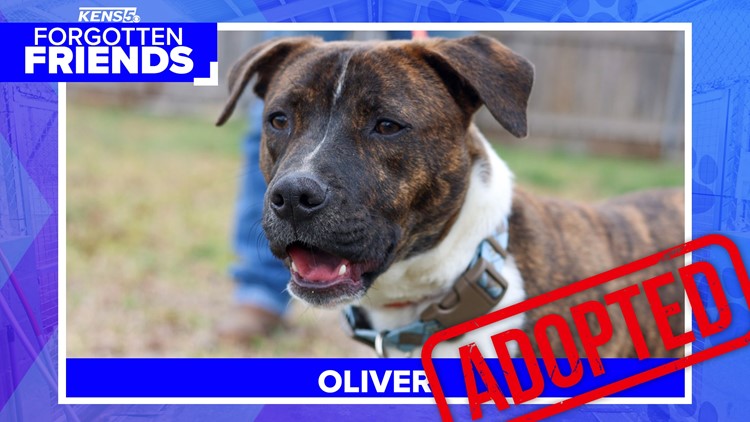 Oliver may have been a 'hot mess' when found, but now he has new family | Forgotten Friends