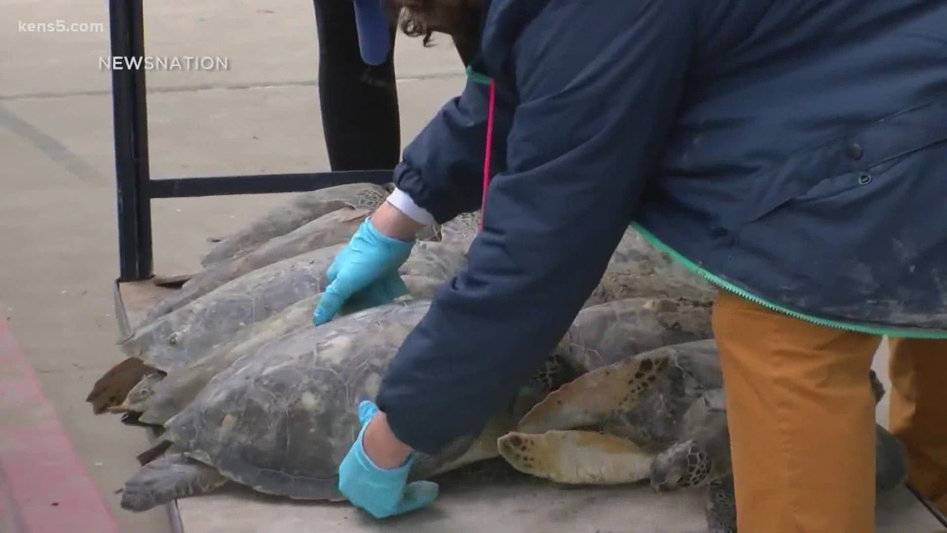 About 2,000 sea turtles were rescued from the freezing waters and subsequently rehabbed last week.