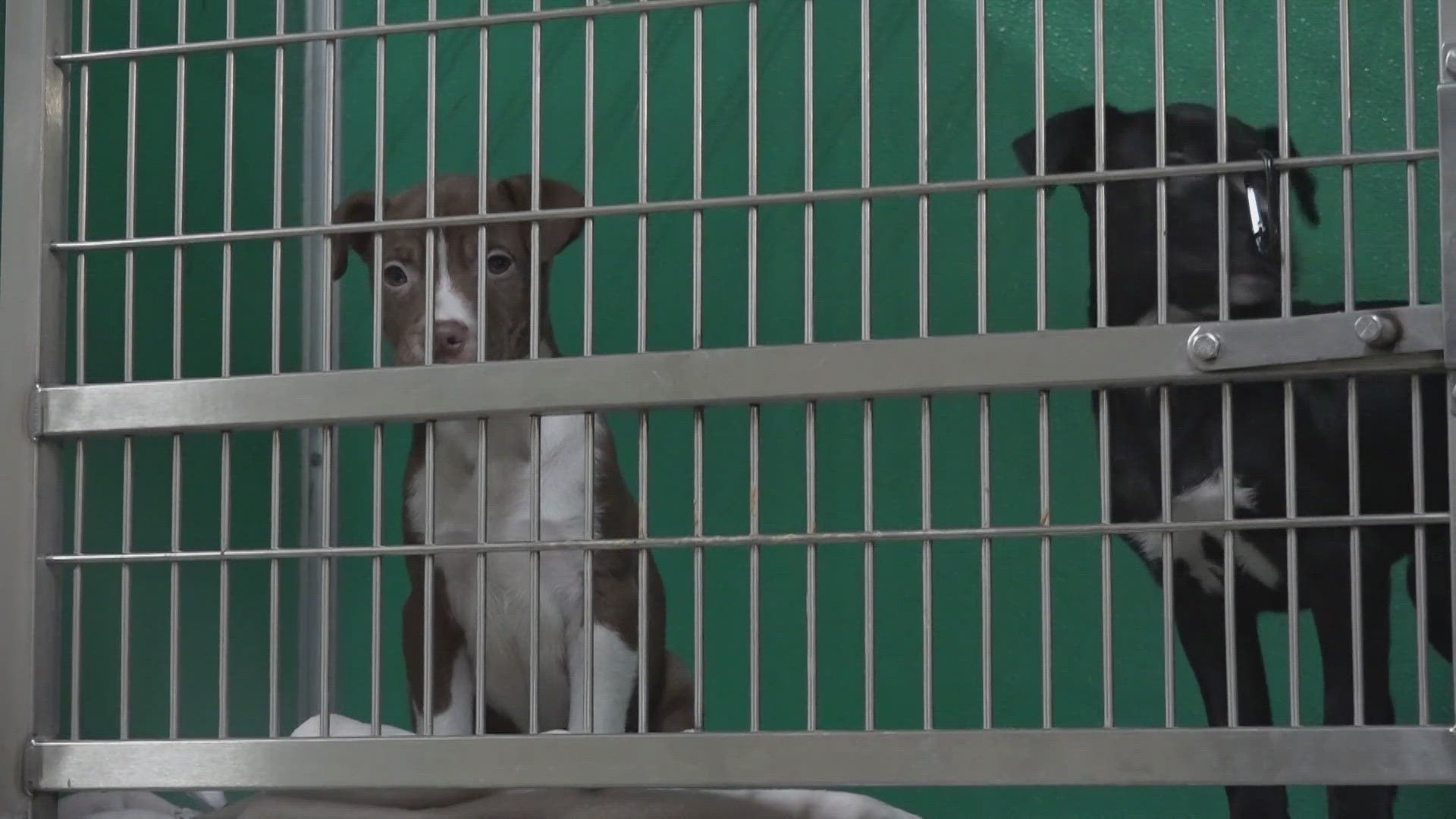 Leaders say the number of animals on the euthanasia list fluctuates daily, but saving lives is their mission.
