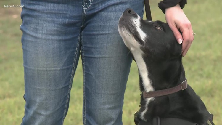 Service dog helps veteran cope with PTSD after service overseas