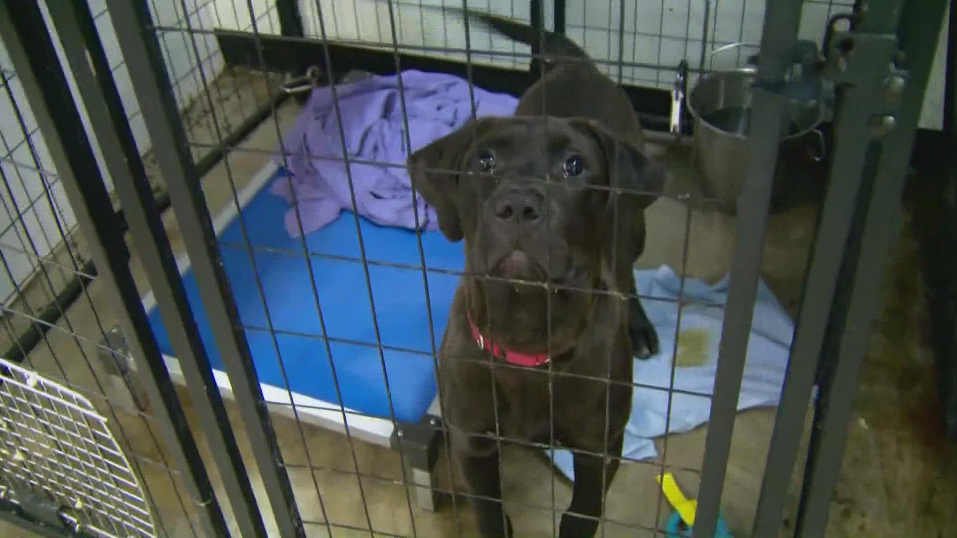 San Antonio Pets Alive! says 25 dogs and puppies are on the Animal Care Service's euthanasia list on Friday.