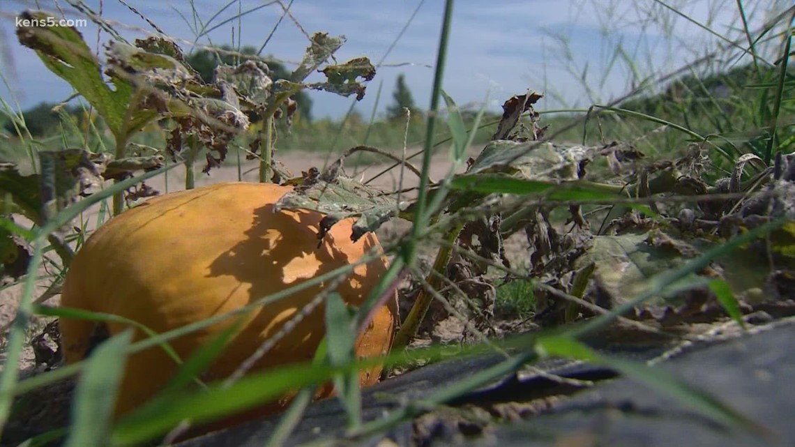 Fall is in the air and on the ground at George Farms Pumpkin Patch | Texas Outdoors 🎃