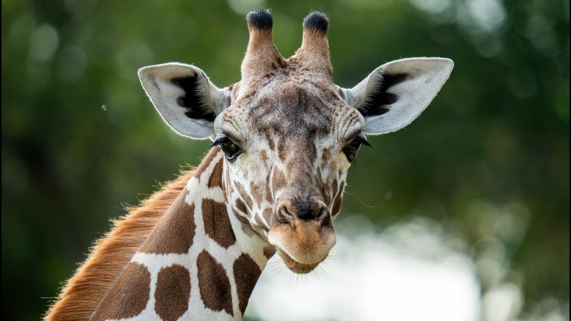 Waffles, a female Reticulated giraffe, officially joined the giraffe herd on Friday.