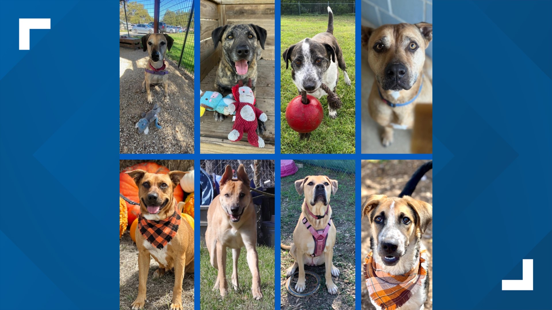 In 2023, we shined the spotlight on 41 overlooked shelter pets in the hopes of finding them a home. 33 were adopted, eight remain at shelters.