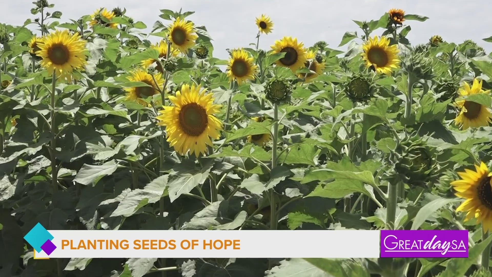 Brian Billeck is continuing his tradition of planting 10 acres of sunflowers in honor of his son who passed away from cancer.