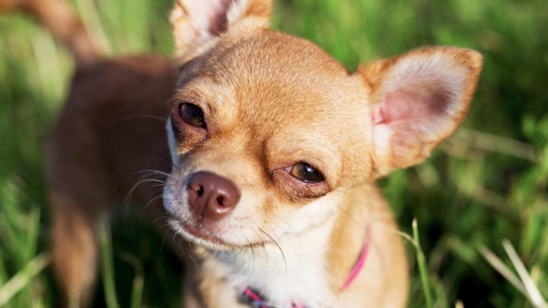 Chihuahua takes top spot as Texas' most popular dog breed, new study finds