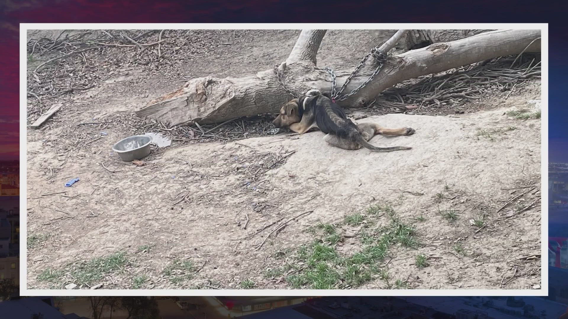 "We've never seen a dog that was that skinny alive," said Sheriff Javier Salazar. The dog was taken to an animal hospital, and there was no update on its condition.