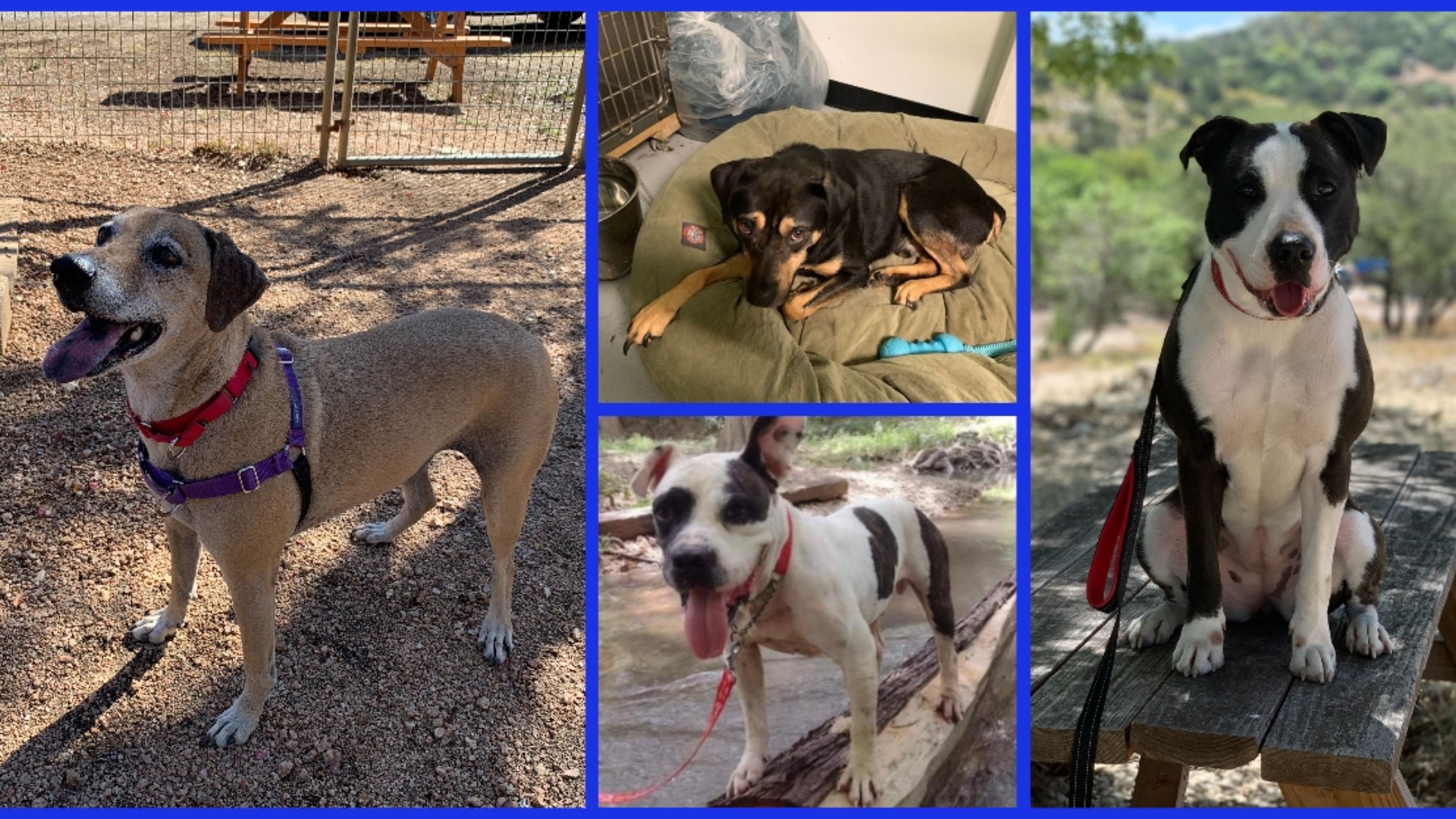 We've had great success in finding homes for our Forgotten Friends, but these four remain at shelters.