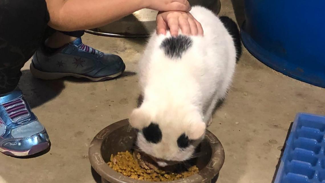 More flood-displaced pets reunited with owners in Kerr County