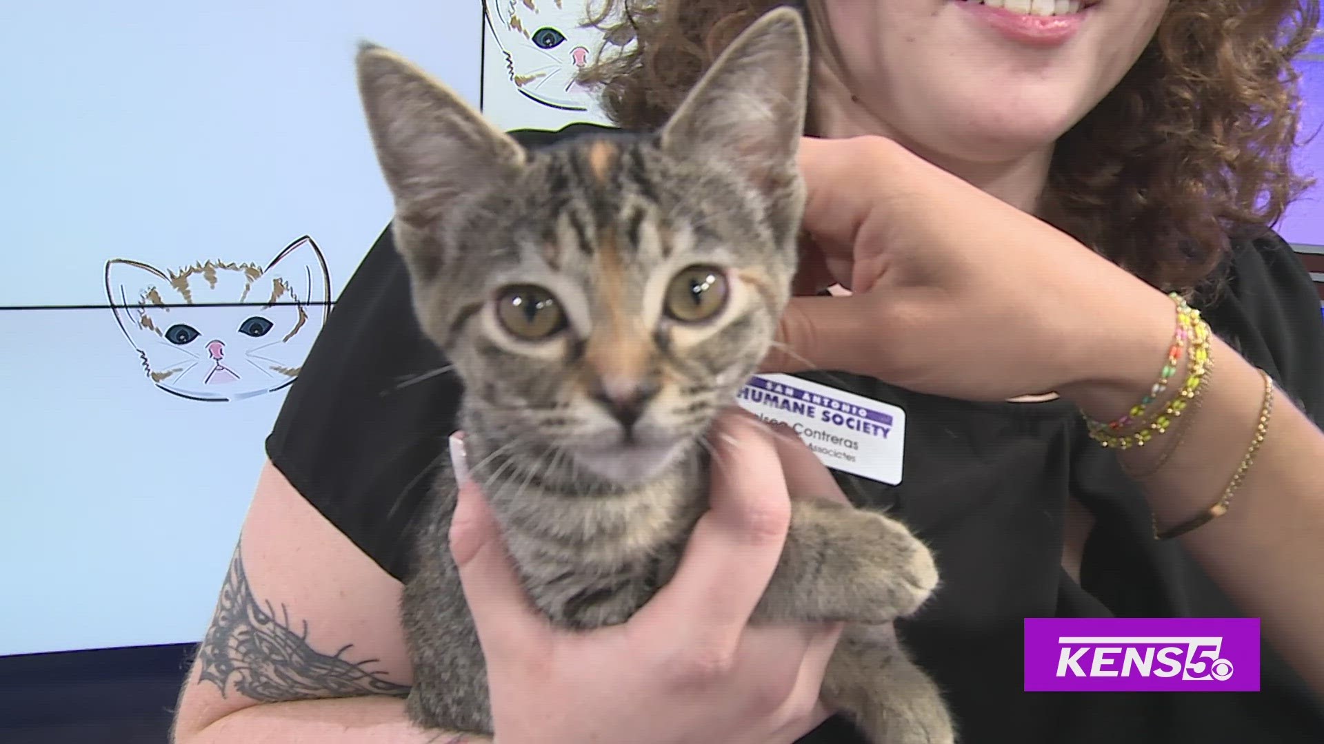 Luci Almanza with the San Antonio Humane Society brings some furry felines that are looking for their fur-ever homes.