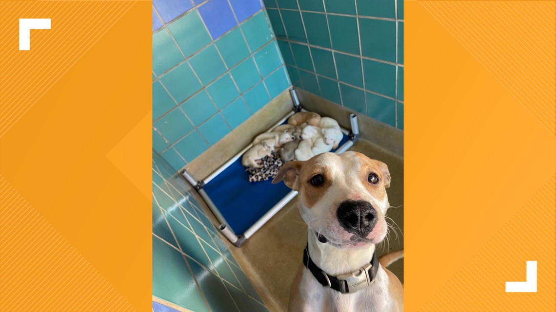San Antonio Pets Alive! asking for fosters for at-risk puppies - Vimarsana News