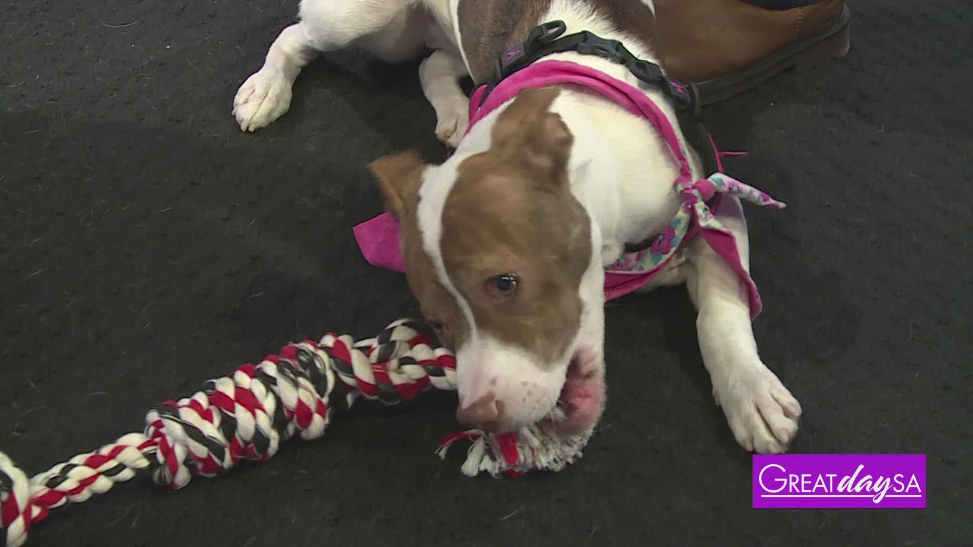 San Antonio Pets Alive stops by to tell us how you can get involved with being a foster for pets in need.