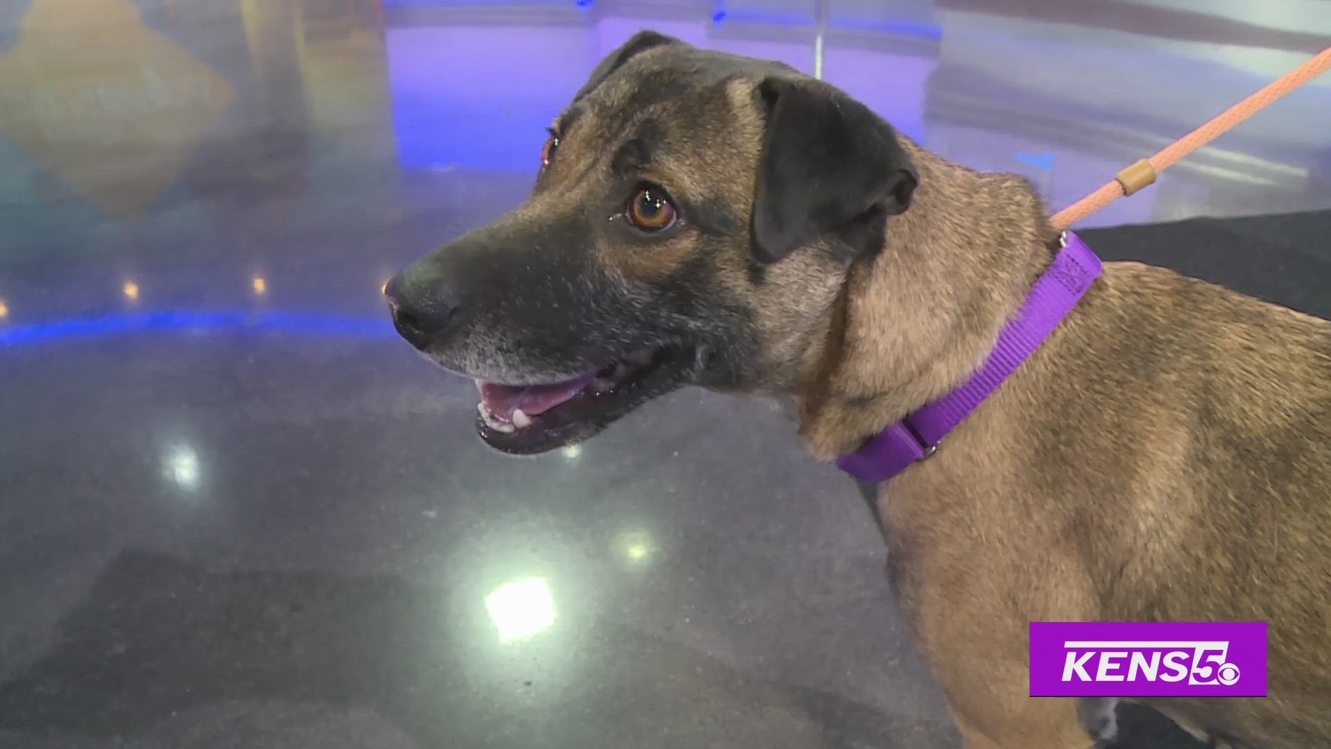 San Antonio Pets Alive brings some furry friends who are available to be fostered or given their fur-ever homes.