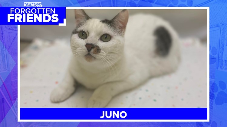 Juno has a chip, but her owner never came to pick her up | Forgotten Friends