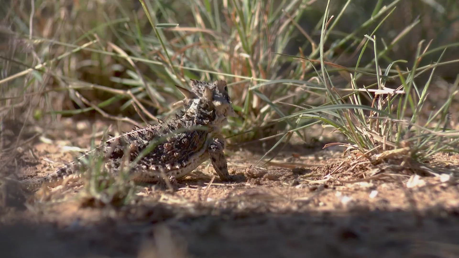 This includes in Kenedy, Texas, the Horned Toad Capital of the World.