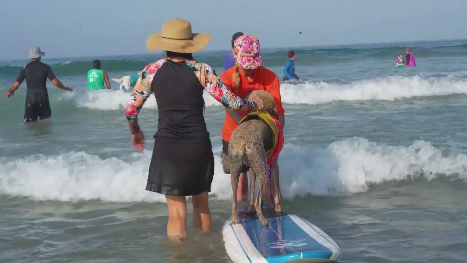 The pups were dipping their paws in the water for a good cause.