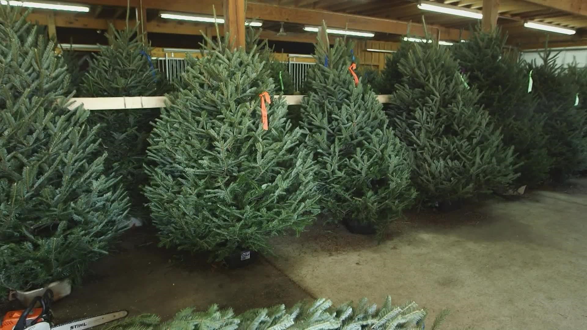 A survey of 55 wholesale Christmas tree growers found 71% expect to raise wholesale prices.