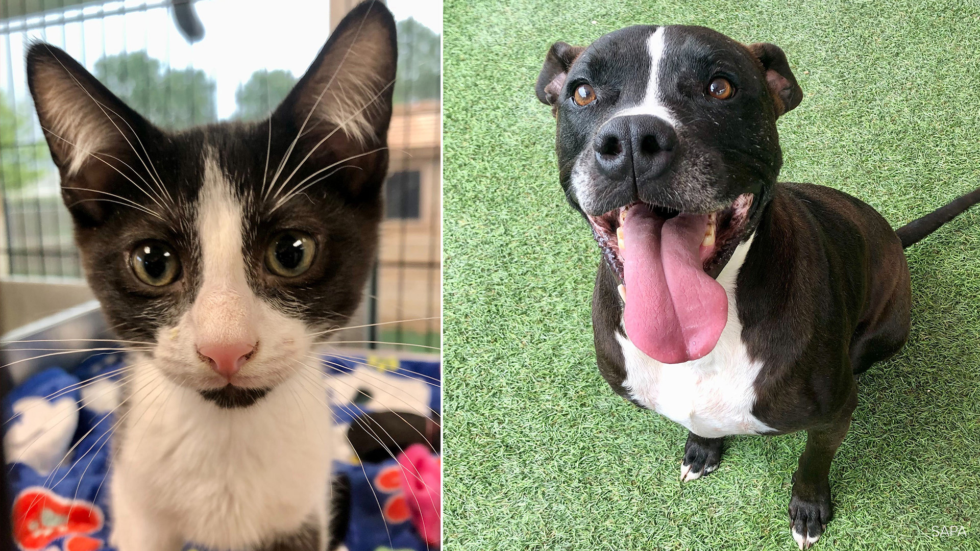 San Antonio adoption special: Bring a pet home for $25 | kens5.com