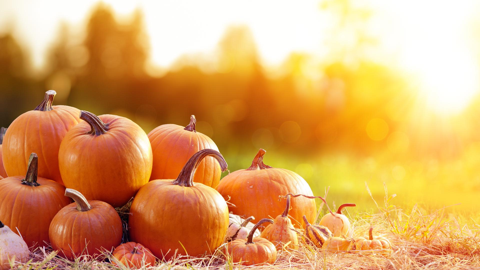 Brackenridge Park announces 2 Halloween events for San Antonio families