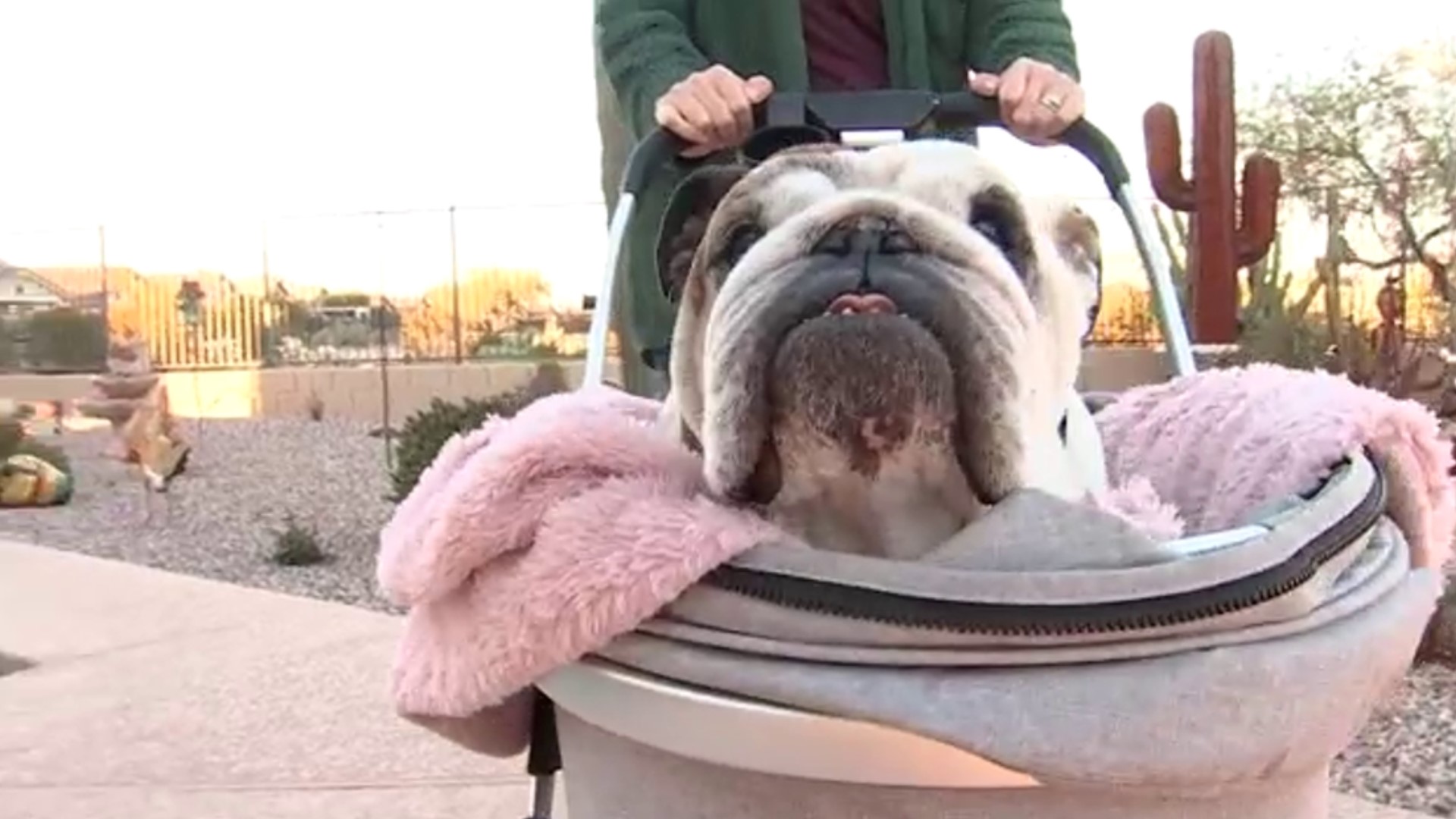 An Arizona HVAC worker saved a beloved family dog struggling after falling into the backyard pool.