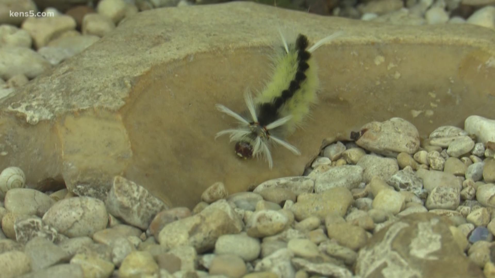 It's creepy, crawly caterpillar season in San Antonio right now and because of all the rain we've had, there are more than normal. Be careful - the hairy little creatures can create big problems if you touch them!