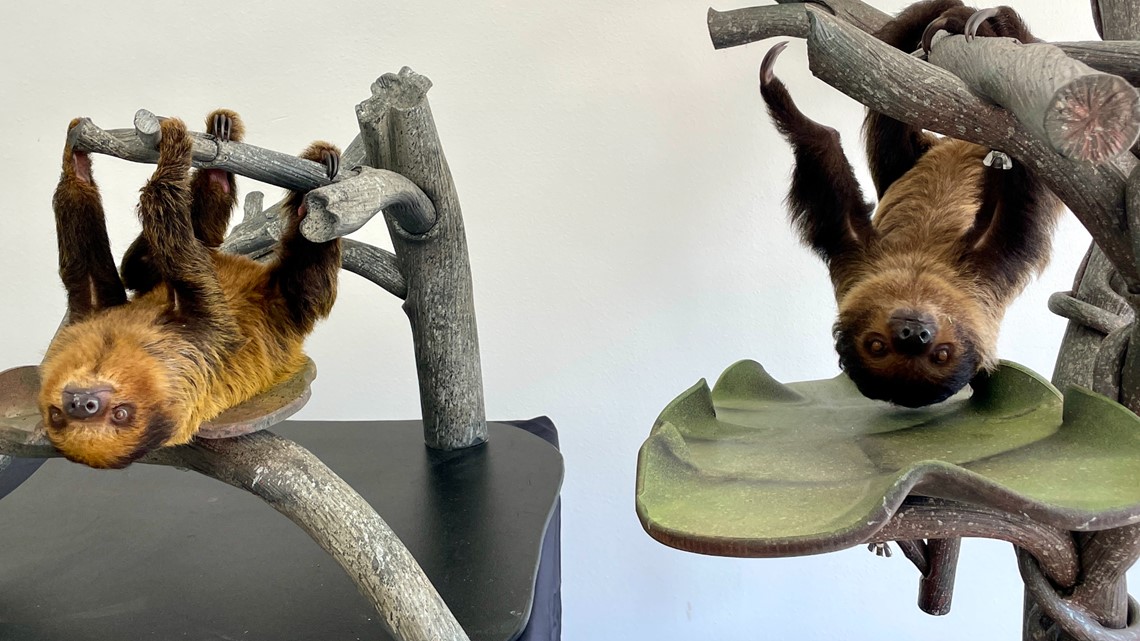 Zoo announces winning names for baby sloths - Vimarsana News