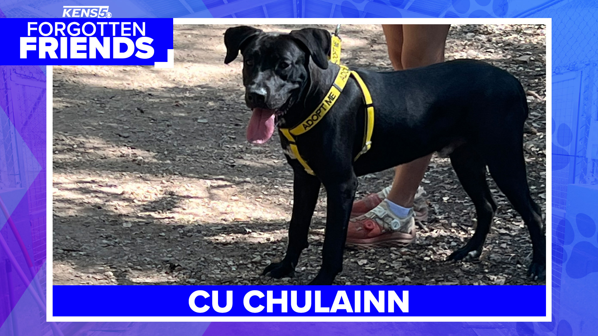 This 2-year-old Labrador mix has been waiting to be noticed at the shelter for a little over two months.