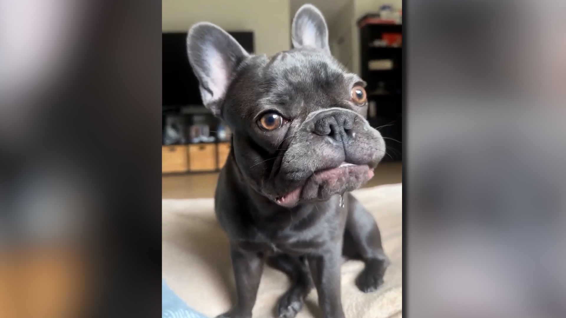 French Bulldog 'Hugo' stolen at gunpoint from a San Antonio park ...