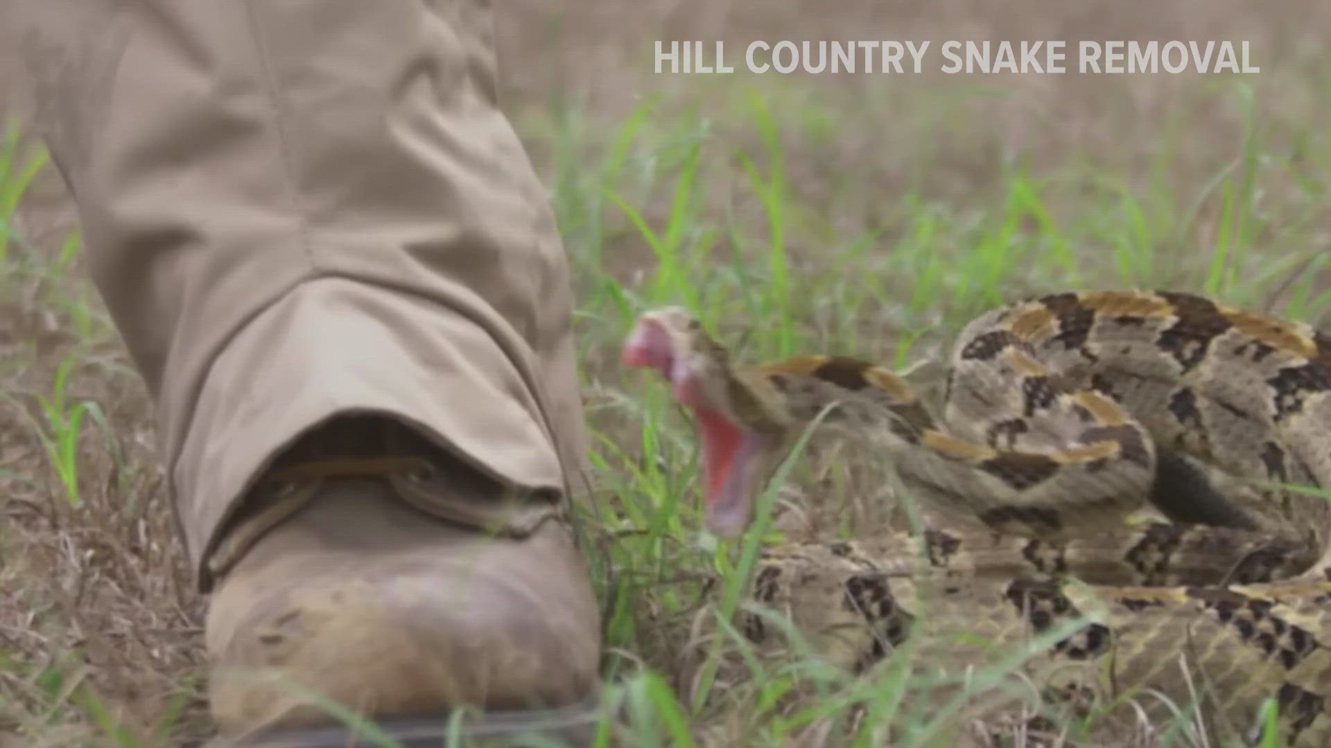 Did you Texas is home to nine species of rattlesnakes?